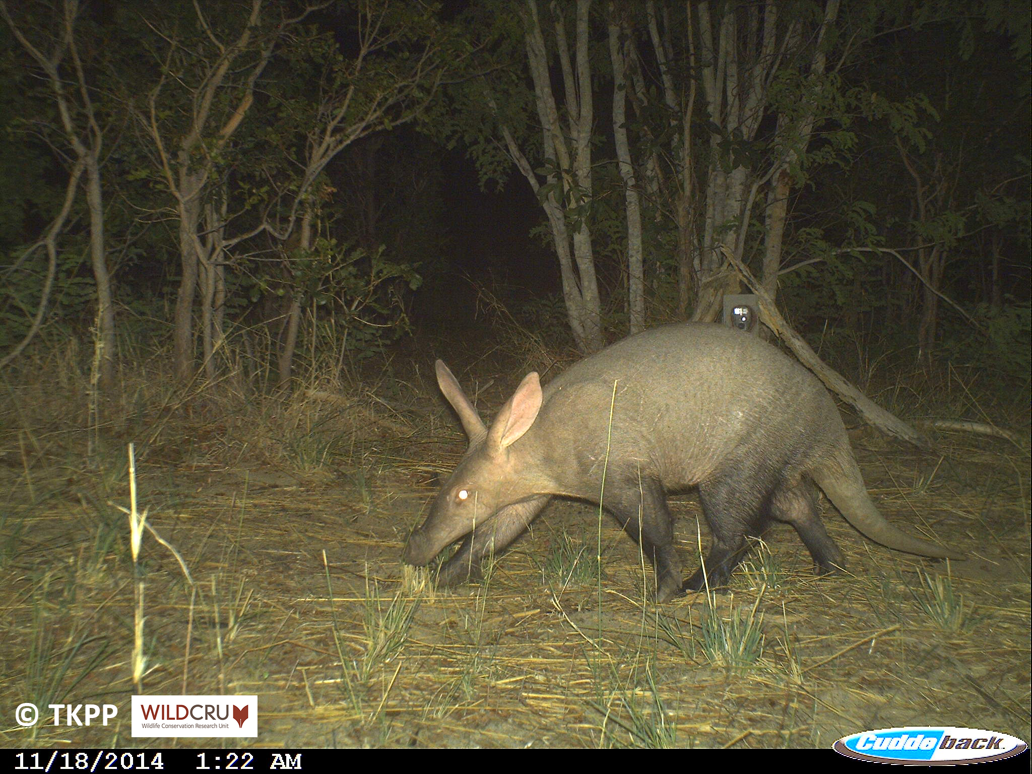 A photograph of a serval passing the camera trap in the night. The serval is walking left to right through a dry, grassy area, with a tree in the background.