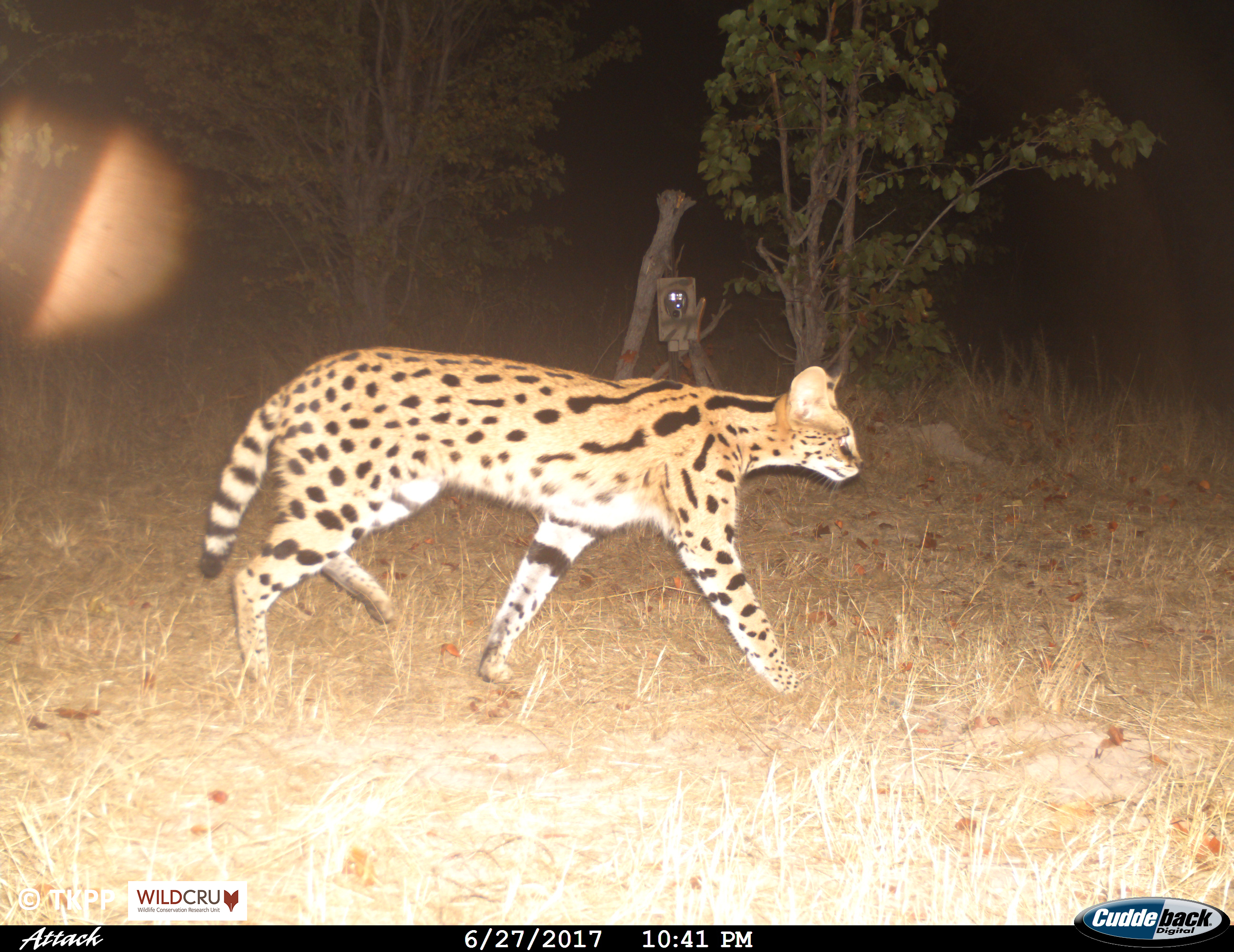 A photograph of an aardvark walking from the right to the left of the image. It is in a dark wooded area.